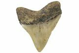 Serrated, Posterior Megalodon Tooth - North Carolina #298909-1